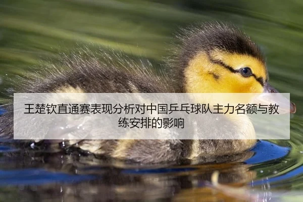 王楚钦直通赛表现分析对中国乒乓球队主力名额与教练安排的影响